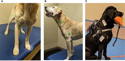 Use of acoustic myography to evaluate forelimb muscle function in retriever dogs carrying different mouth weights